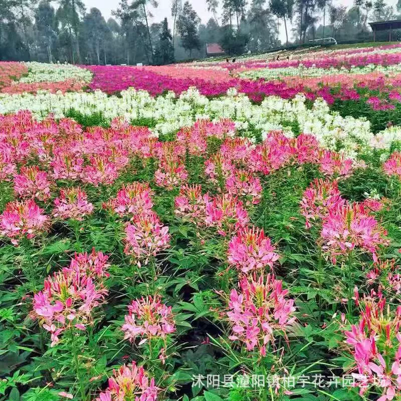 Семена цветка бабочки-фасоли можно сажать в любое время года и выращивать как в помещении, так и на улице, на балконах, во дворах и в горшках; они используются для озеленения ландшафтов и как садовые цветы.