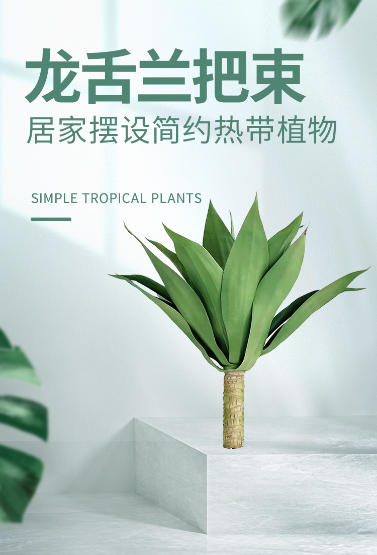 龙舌兰详情_01.jpg