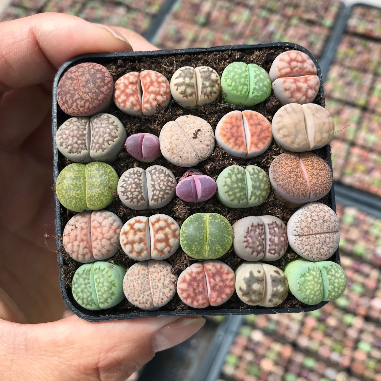 彩色混合生石花一盆25颗生石花盆栽Lithops番杏科多肉植物批发