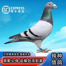 �����N�����ӻ��wһ��ِ���ɿ���Ѫ�y���������䌙��A�h�����B�