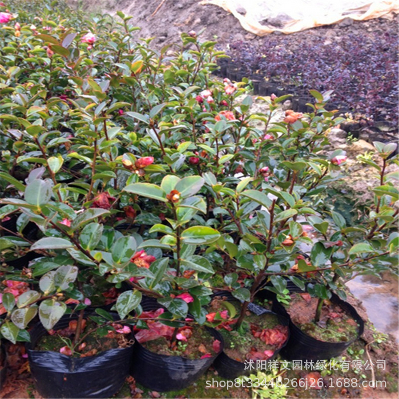现货批发茶梅树苗 庭院绿化茶花球 道路园林观花质量好 价格优惠