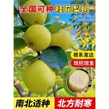 �޽�����������ͥԺ�����ϱ��Nֲ�ش�����ͺ����������Y��