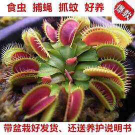 水培捕蝇草盆栽食虫草食人花驱蚊草猪笼草吃虫抓虫懒人花卉绿植物