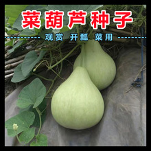 �r�Ҳ˺��J�ѷNʳ�ò˺��J�N������ӹϷN�ӈAư�������߲˷N��