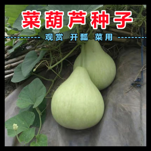 �r�Ҳ˺��J�ѷNʳ�ò˺��J�N������ӹϷN�ӈAư�������߲˷N��