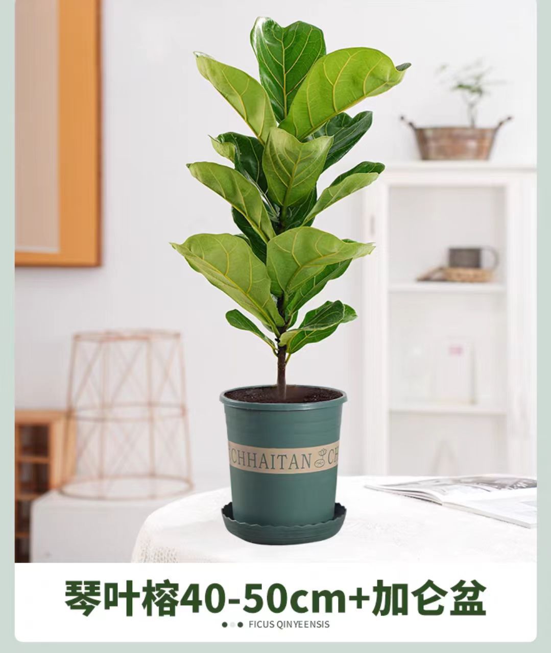 Qinye Banyan planta verde sala de estar gran planta en maceta árbol de goma planta de hoja grande oficina absorbe formaldehído, fácil de cultivar flores
