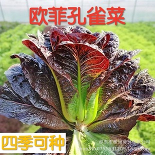 �Ͽ�ȸ�˷N�G��ȸ�����x����ș���Դ���ߠI�Bֱ�������ļ�������