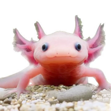 六角恐龙鱼冷 Aquatic fish, axolotl, fish tank, aquarium pet, live freshwater, easy to maintain, easy to live, ornamental internet celebrity fish