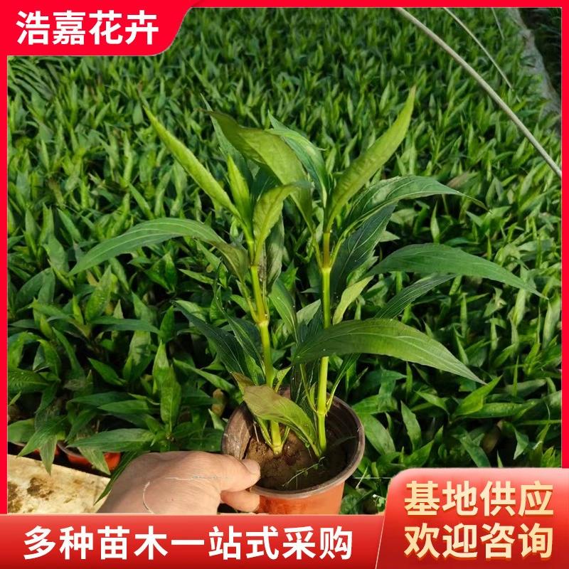 Кристаллический рассадный горшечный цветок, ковер из кристаллических чашечных рассадных цветов, зеленое растение, устойчивое к холоду и жаре, оптовый цветок Кристалл.