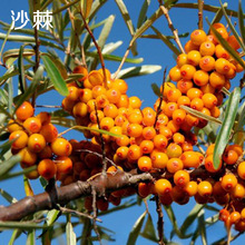 �o�¹�ľ�N��ɳ��ľ��ë���Ӹ���߅�¾G��ֲ��ɳ��얹��ͺ���ؚ�