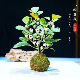 Bodhi Tree Bonsai Small Wish Bodhi Potted Plant Chinese Zen Small Potted Plant Indoor Fruit Green Plant Creative Micro Pot Landscape