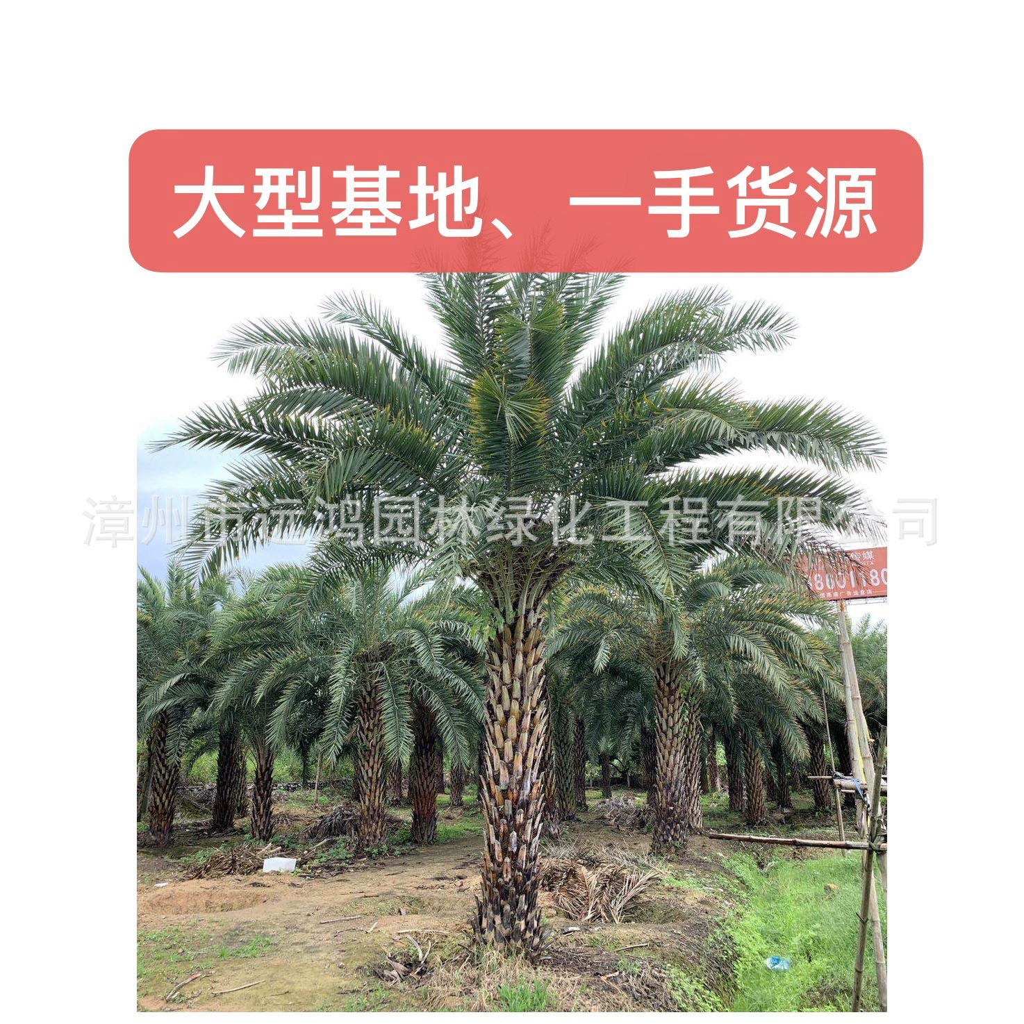 Средневосточная морская дата, серебряная основа для морской даты, оптовая поставка напрямую от производителя