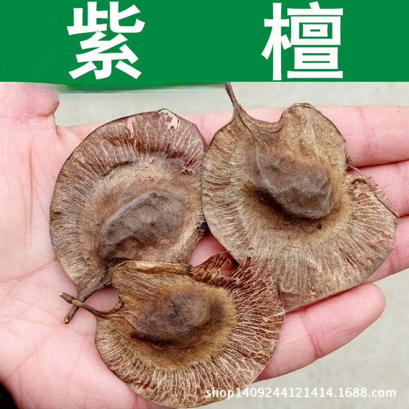 跨境种子 林木种子 紫檀种子 榈木 印度小叶紫檀树种子 1件=1斤