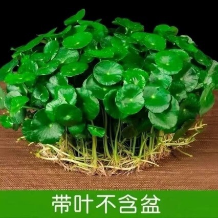 Moneywort with Leaves, Small Green Plants, Hydroponic Plants, Easy to Grow in All Seasons, Soil Culture, Indoor Potted Plants, Large-Leaf Moneywort, Moneywort