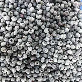 厂家大量现货批发速冻水果云南蓝莓当天采摘冷冻速冻蓝莓大个冻果