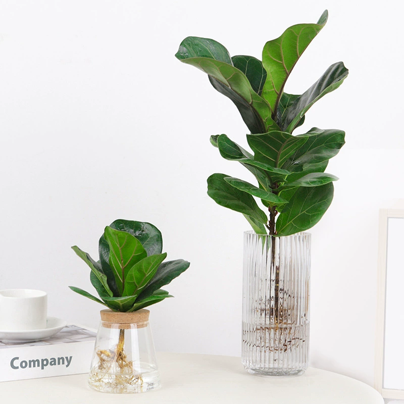 Гидропонные листья фикуса маленькие горшечные растения скандинавские ветры