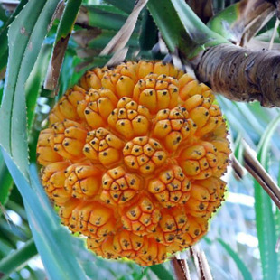 ���lҰ���}ԭ�ѵ�Ѫɏ��ԭ�ѵ�Ѫɏ�����Ѱ��t��Ѫɏ�����l����