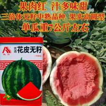 ��Ƥ�tȿ�o�����ϷN�ӳ����ش�����ļ������ļ�ˮ���N���߲˷N��