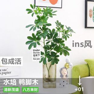 ˮ�����_ľ�˷���ؔ�ļ�ˮ�B�������~ɏ�� ����ֲ�� ˮ�B����