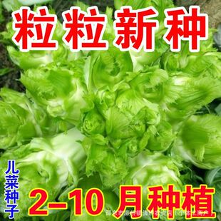 ���˷N�����޲˱��ӽ���ļ��ﶬ�ϱ���¶���̨���B�߲˷N�Ѵ�ȫ