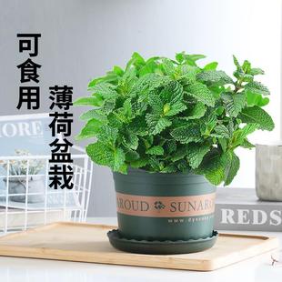 �������Կ�ʳ��ˮ��ֲ�����m�����r�~��ݷNֲ����~�҃ȾGֲ���