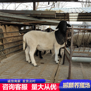 Сβ������� �s���Ų��d�����S�� ���۶Ų��d���Bֳ��