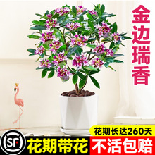 金边瑞香盆栽老桩带花苞山茶花卉盆景阳台绿植开花植物四季好养活