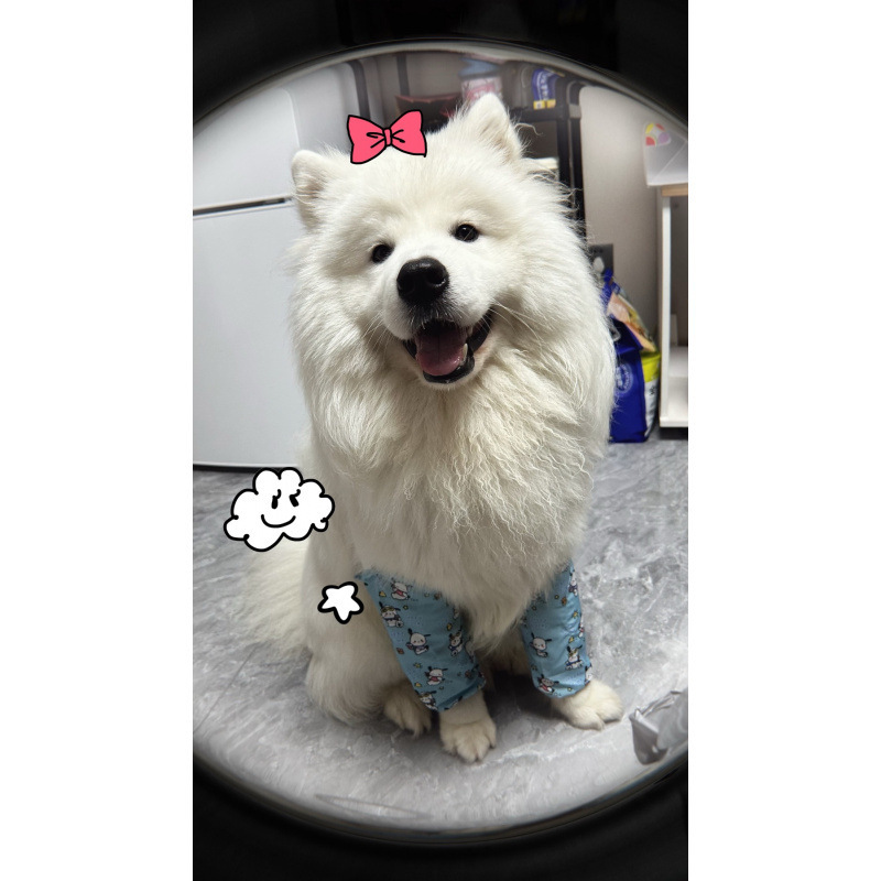 宠物狗狗护膝关节防磨防保护套金毛拉布拉多中大型犬外出护肘套潮|undefined