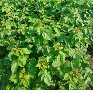 ���٘�ݮ���ϱ��Nֲʳ�Ø�ݮ���������箔��Y���҃�������