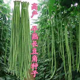 绿冠豆角种子长豆角种籽豇豆籽春夏秋季大田蔬菜种孑籽