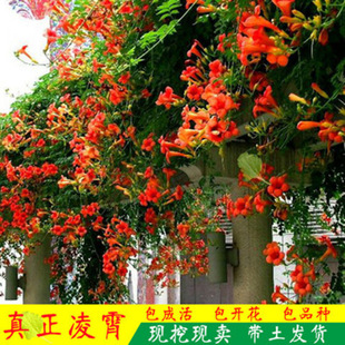 ����������������ֲ�������䘶�ٱ�����ͥԺ�̨�ļ��Nֲ���ܝ���