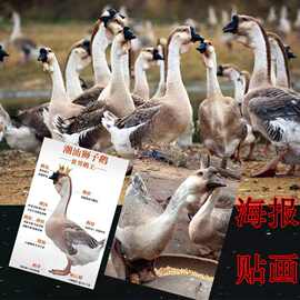 背胶贴画图片狮头鹅背胶图案家禽动物家鹅散养画潮汕不干胶贴纸