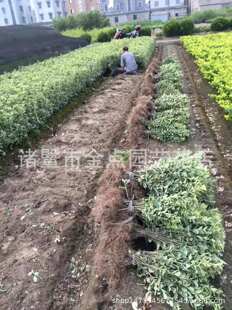 ��߅�S�� �r��ֱ�N ��߅�S�� ���~�S�� �� ���NҎ�� �G���������l