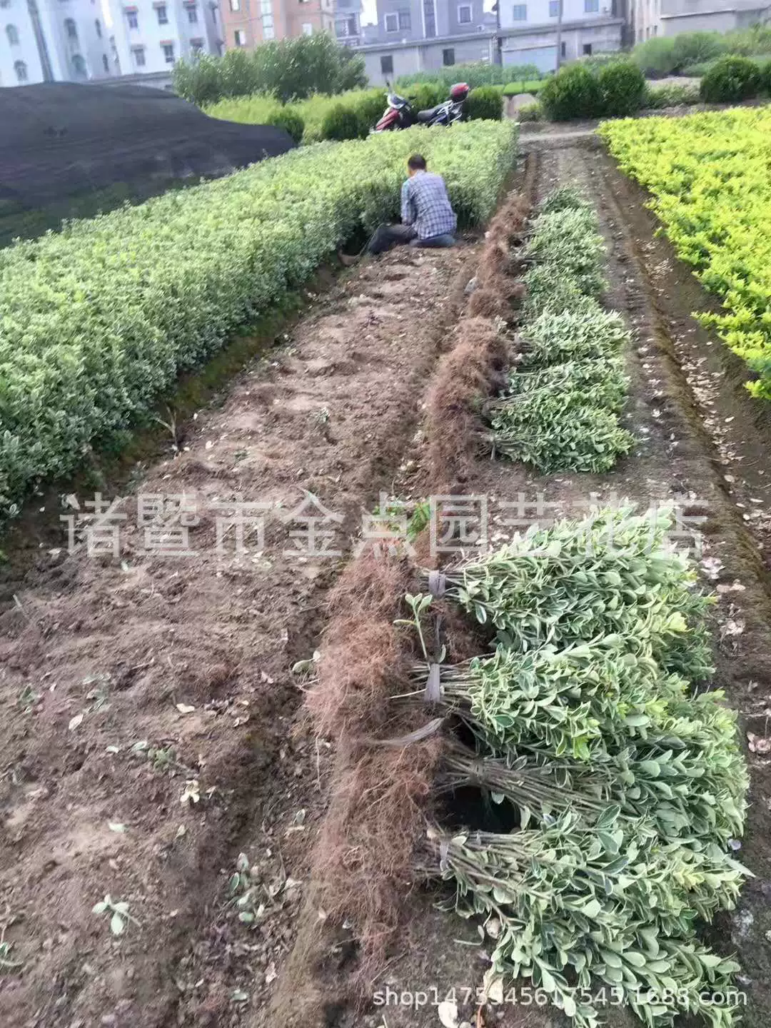 Пномпень самшита фермеров прямых продаж Пномпень самшита и других спецификаций больших количеств зеленого Оптовая