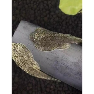 �����~�����q�p���Pԭ����ˮ������������������~���B�ͻ��̓�
