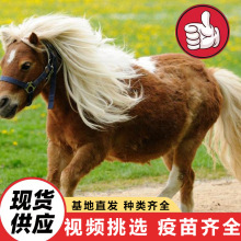 骑乘矮马养殖场 景区用儿童骑乘马 矮马活体价格德国纯种德保矮马