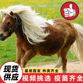 景区园林散养成年骑乘矮脚马 出售特设兰矮马 温顺可爱迷你宠物马