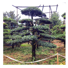 �����_�h�� ����ֱ�� �؏�10���� �_�h�� ͥԺ�e���G���������͘�