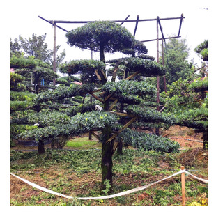 �����_�h�� ����ֱ�� �؏�10���� �_�h�� ͥԺ�e���G���������͘�