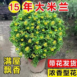 Perfume Milan Flower Potted Flower Plant Office Desktop Green Plant with Buds Blooming in All Seasons and Easy to Maintain Bonsai
