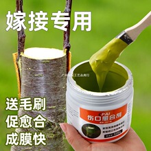 树木伤口愈合剂树干涂补剂盆景树皮涂膜剂果树嫁接切口修复涂抹剂