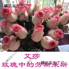 .鲜花包邮云南直发向日葵香水百合玫瑰新鲜花束真花基地直批礼