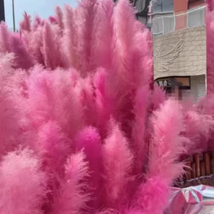 ���l�JȔ�ɻ���ɫ����Ȕ������͈��������Ĕz�����������JȔ