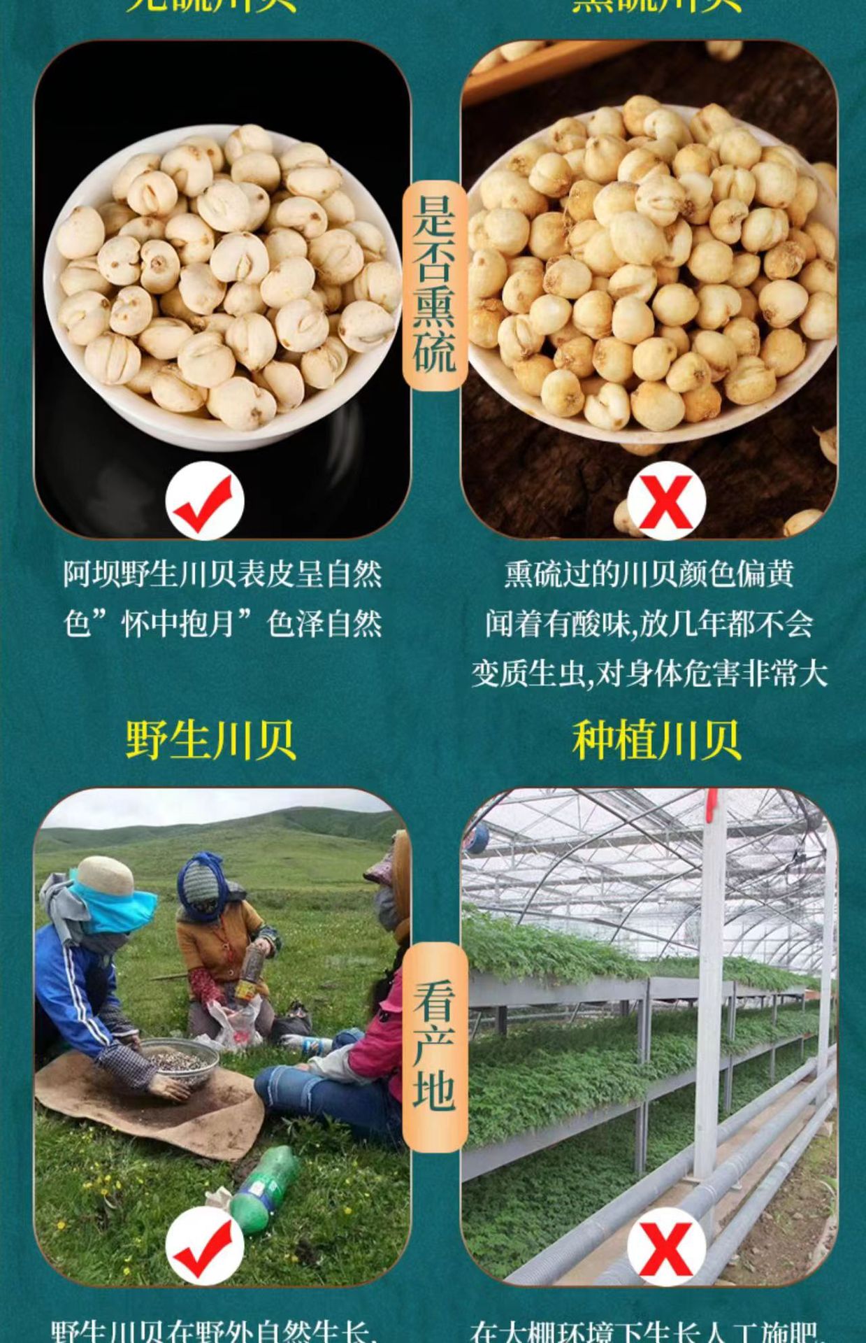Sichuan Chuan Bei Mu Fritillaria Dried Bulbs 100g Traditional Chinese Herb for Decoction and Herbal Soup in use