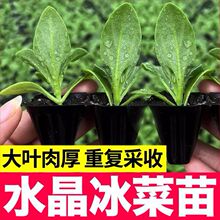 冰菜大苗秧苗水晶冰菜冰草种子四季高产蔬菜多茬采收跨境专供代发