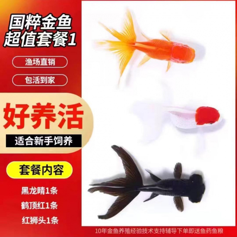 鴻運頭魚観賞魚鶴頂紅獅子頭金魚活魚丹頂冷水魚淡水は活魚に強い|undefined