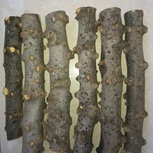 ľԭľ ľְѼ ľĦô ڻľ