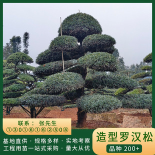 ���������_�h��������ľ����ֱ�N�������͘��е��G����ľ�L����ľ