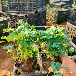 Perennial Flowers and Plants, Columbine, Beautiful Greening Flowers and Plants in Community Courtyards and B&Bs, Qingzhou Base Cultivation, Large Quantity Discounts