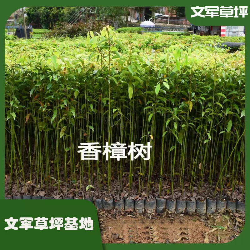 香樟树苗木厂家批发园林绿化工程香樟树大树庭院绿化四季常青植物